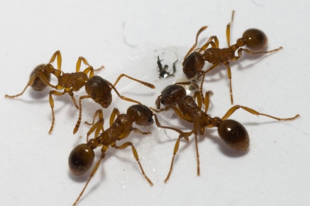 Уничтожение муравьев   в Раменском 