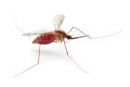 Уничтожение комаров   в Раменском 
