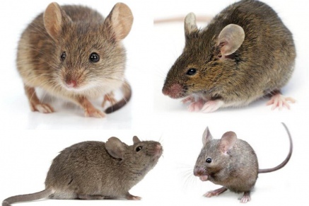 Уничтожение (дератизация) мышей   в Раменском 
